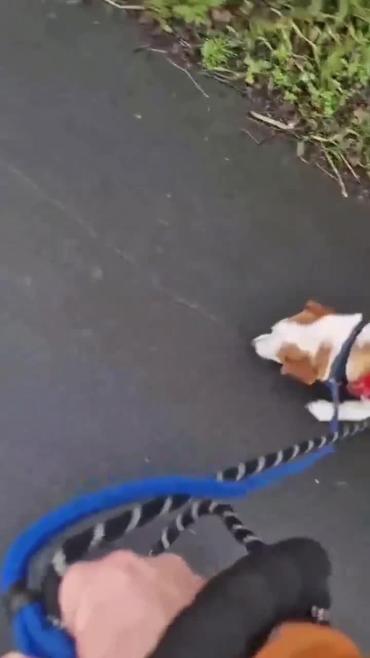Mixed Breed dogs for adoption: CRETA - FOR ADOPTION  in Southport - Video 3