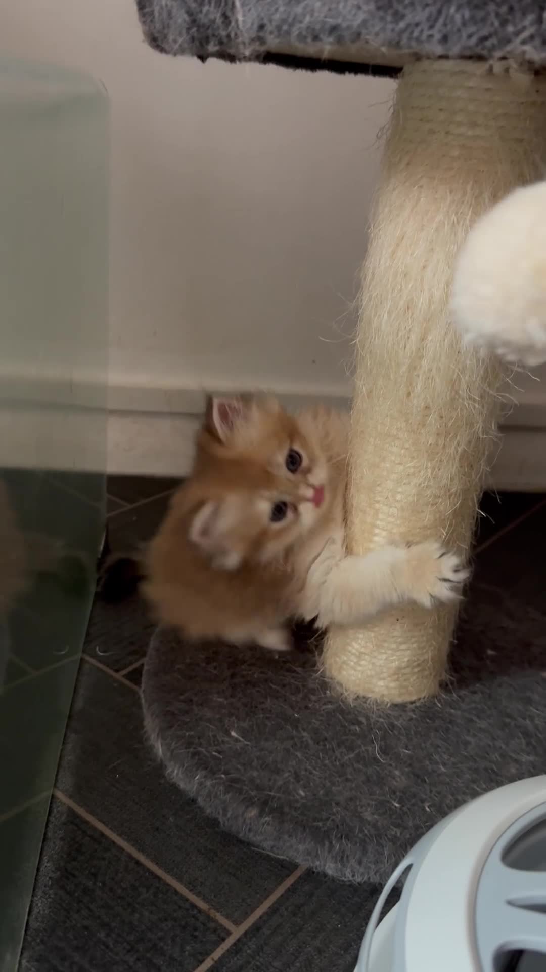 British Shorthair cats for sale: GCCF reg BSH & BLH Chocolate &Black Golden Kittens - Video 1