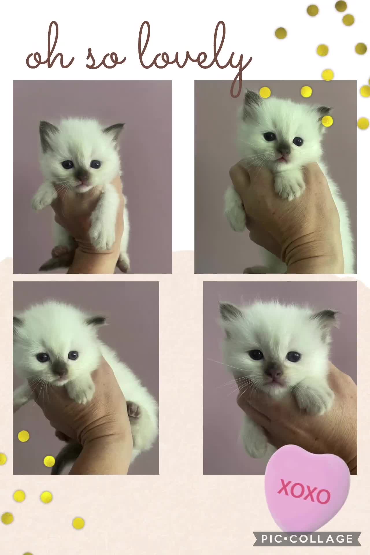 Ragdoll cats for sale: GCCF Blue Colour Point Ragdoll Kittens - Video 1