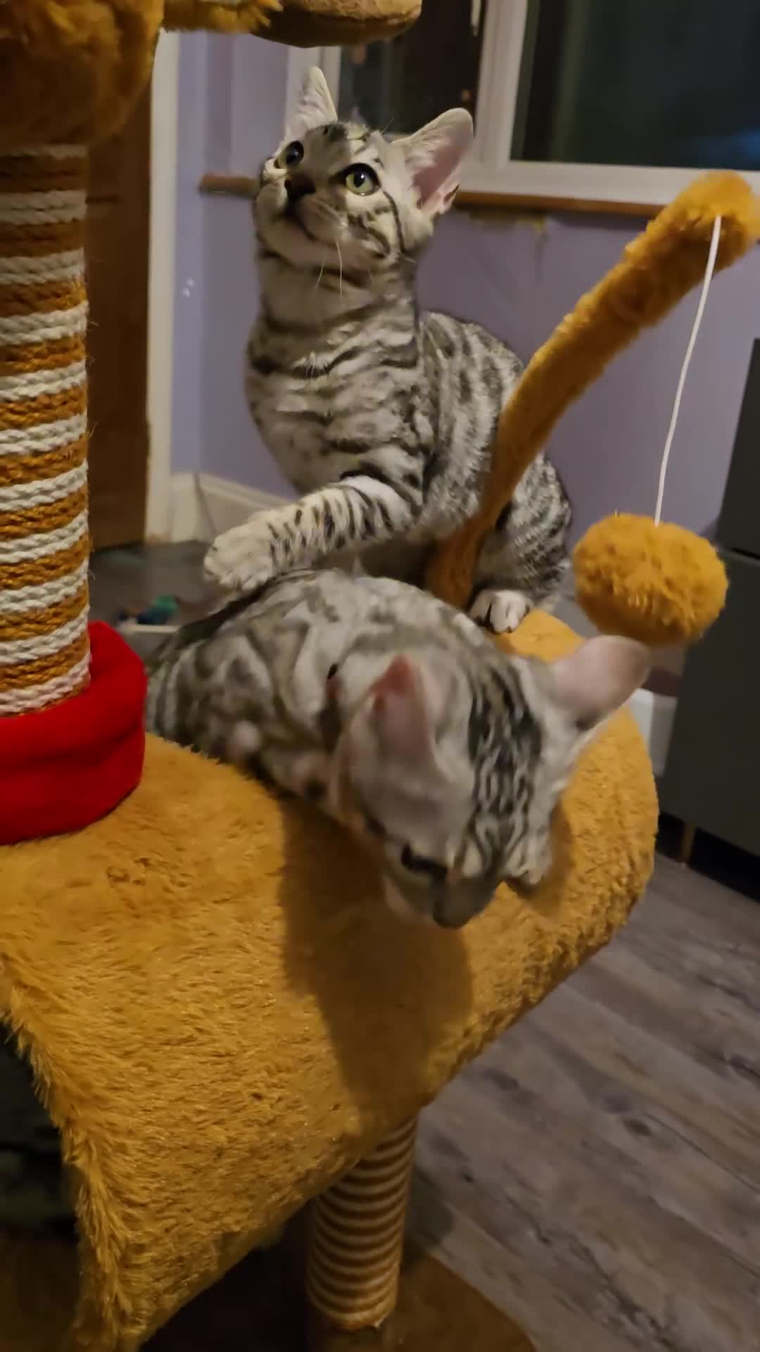 Bengal cats for sale:  Championship Bengal Kittens  - Video 1