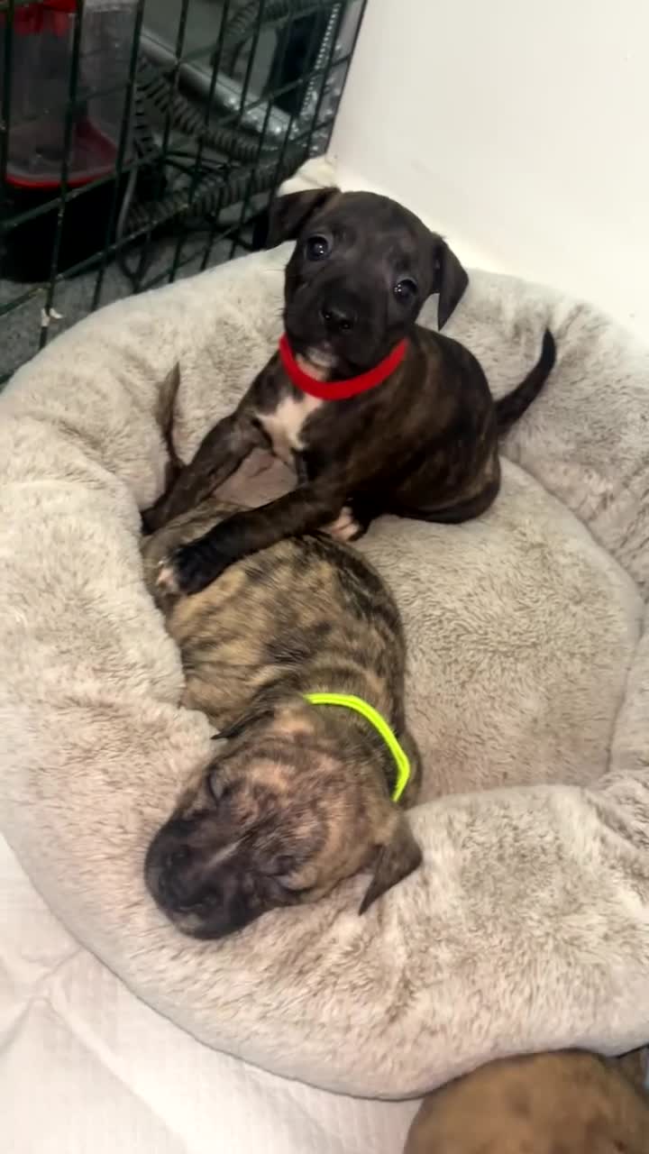 Mixed Breed dogs for sale: French bulldog mix  - Video 2