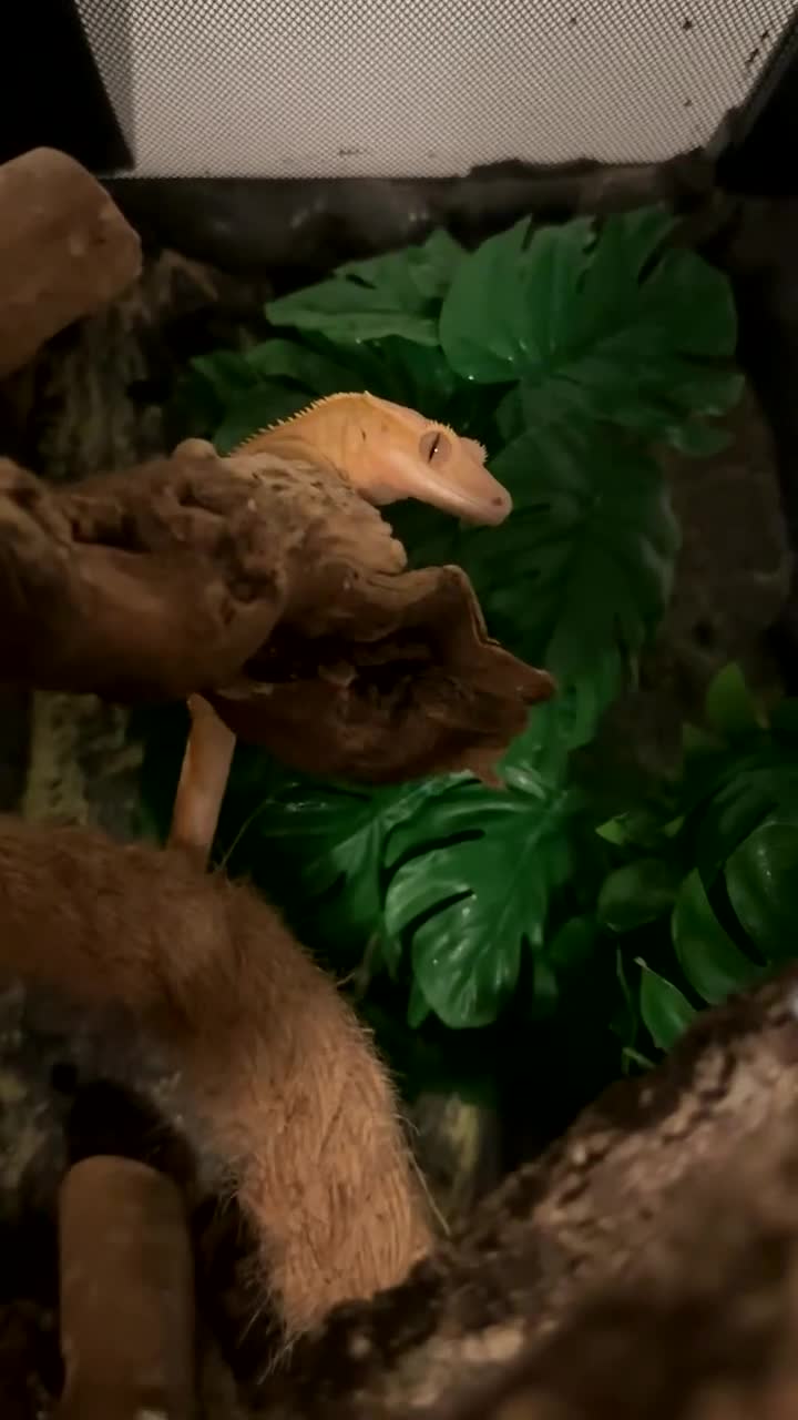 Gecko reptiles for sale: Crested gecko with whole set up - Video 2