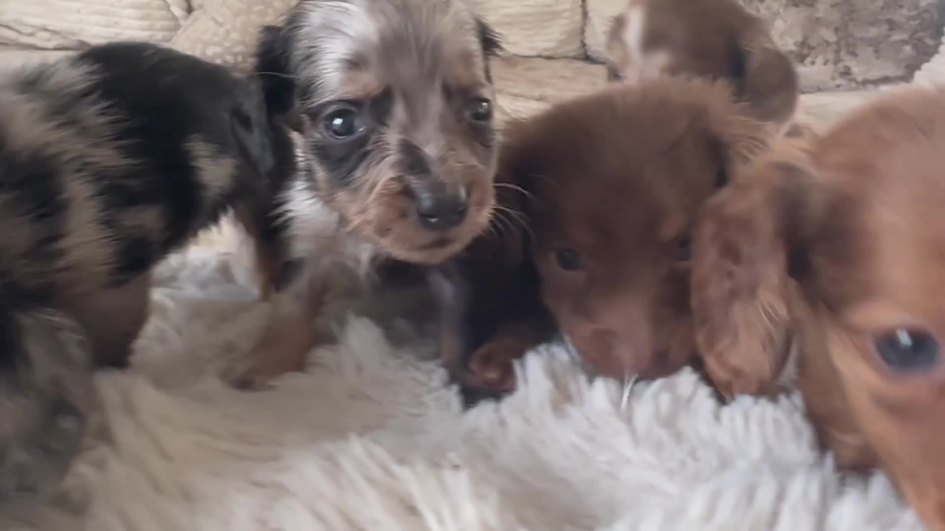 Miniature Dachshund dogs for sale: 🐾Mini long haired dachshunds🐾 - Video 2