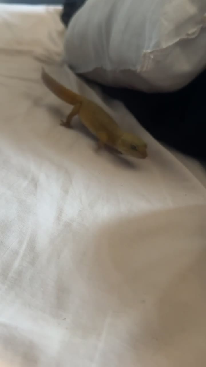 Leopard Gecko reptiles for sale: 2 leopard geckos both female  - Video 1