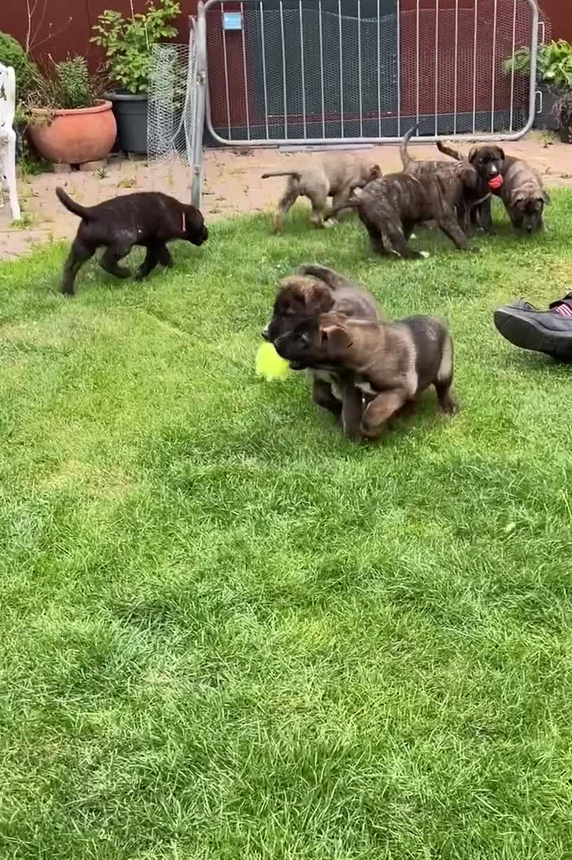 Mixed Breed dogs for sale: Dane Shepherd Puppies in Leamington Spa - Video 1