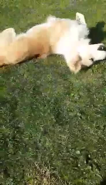 Mixed Breed dogs for adoption: 😎Zuko😎 for adoption, fostered in DONCASTER - Video 3