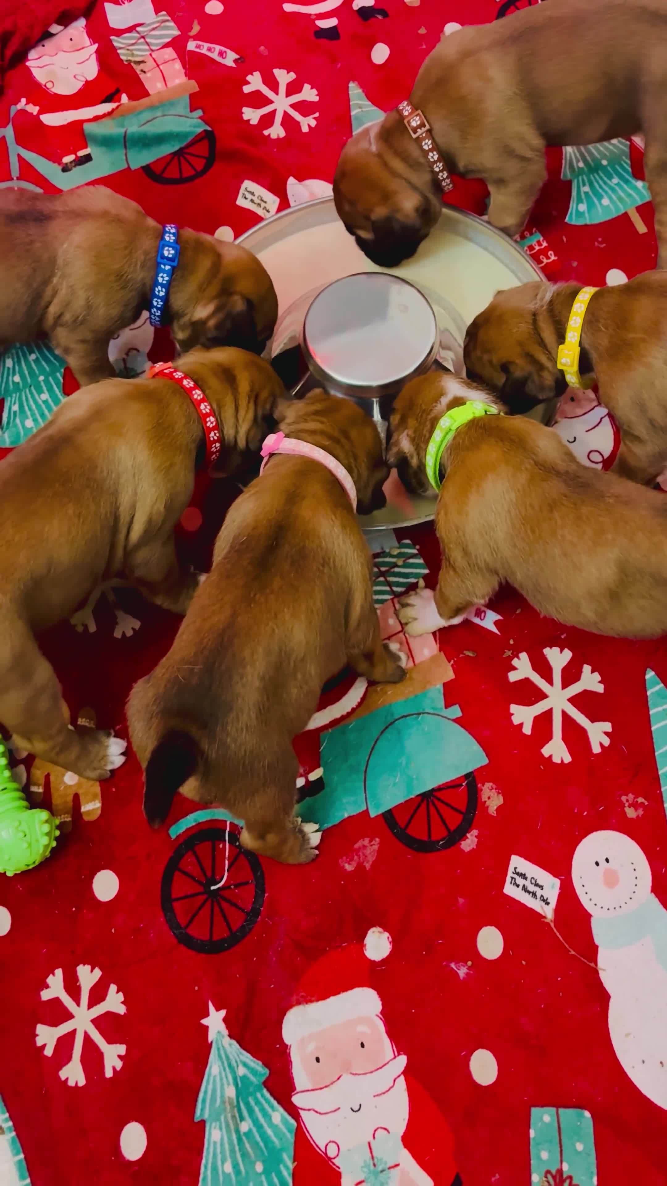Boxer dogs for sale: Beautiful Red Boxer Puppies - Royal Kennel Club in Corby - Video 1