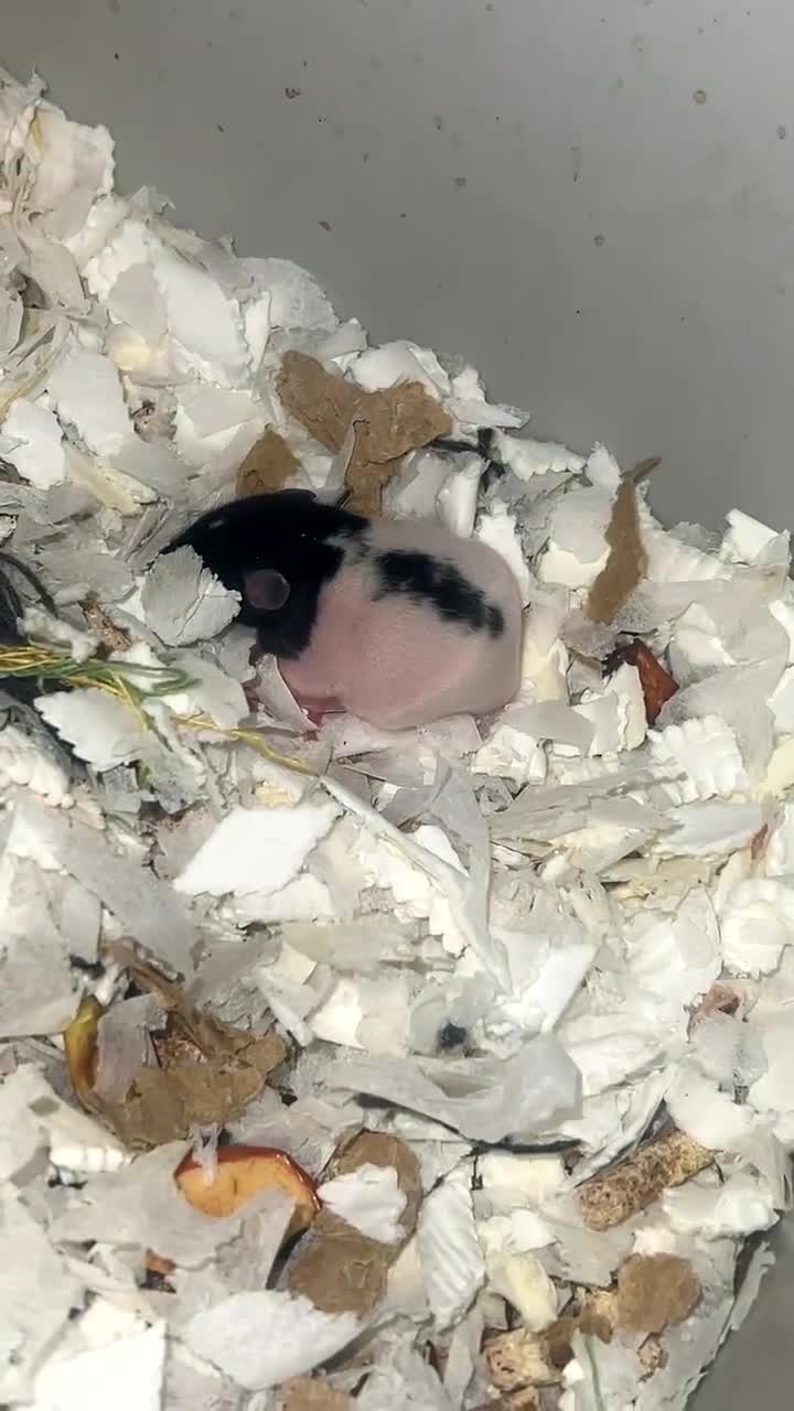 Rat rodents for sale: Baby rats for sale  - Video 1