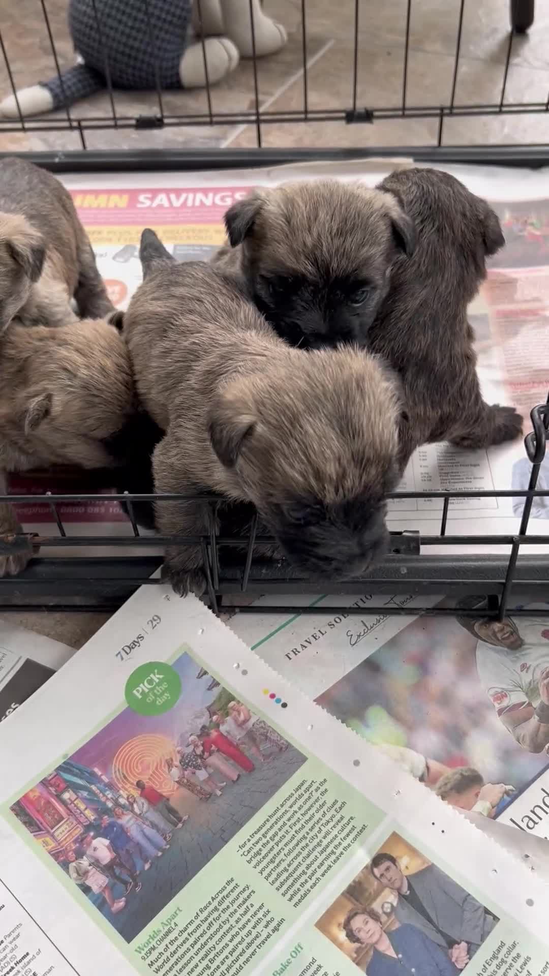 Cairn Terrier dogs for sale: CAIRN TERRIER PUPPIES - Video 2