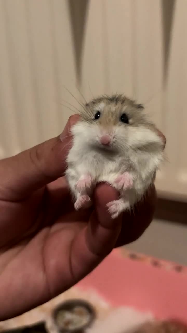 Hamster rodents for sale: 2 female Russian drawf for sale - Video 1