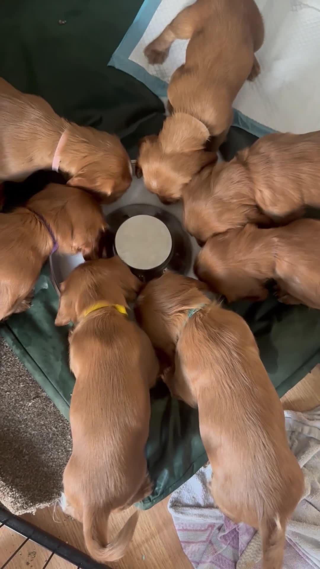 Cocker Spaniel dogs for sale: Fox red cocker spaniels  - Video 1