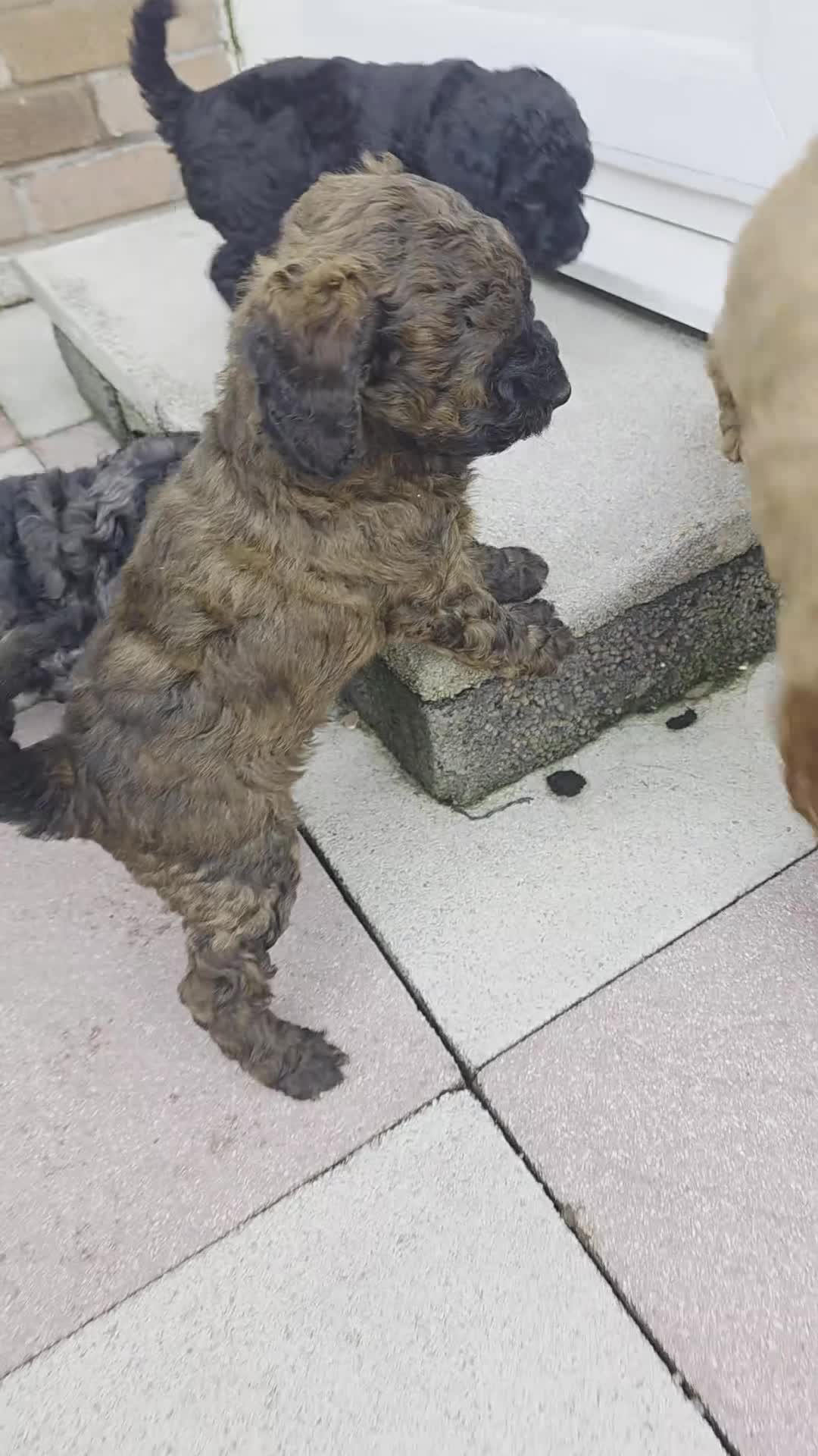 Cockapoo dogs for sale: Sable Girl F1b cockapoo Puppies (1 Left) - Video 1