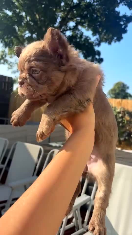 French Bulldog dogs for sale: Fluffy frenchies - Video 1
