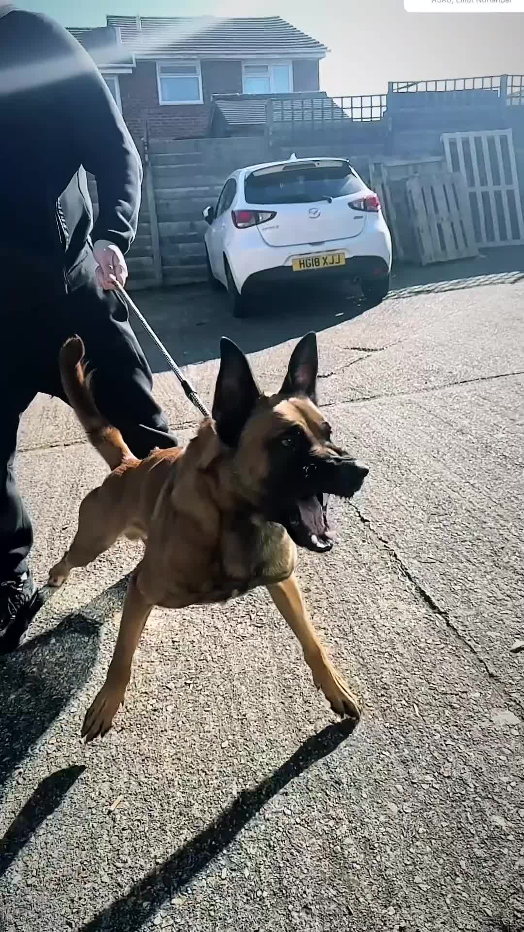 Belgian Shepherd Dog dogs for sale: Belgian Malinios (Singleton Litter) - Video 2