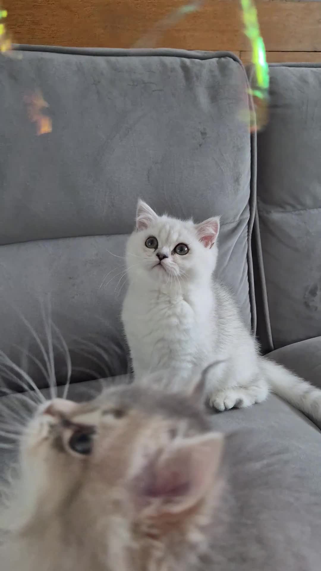 British Shorthair cats for sale: Beautiful registered boy ( Ready ) - Video 1