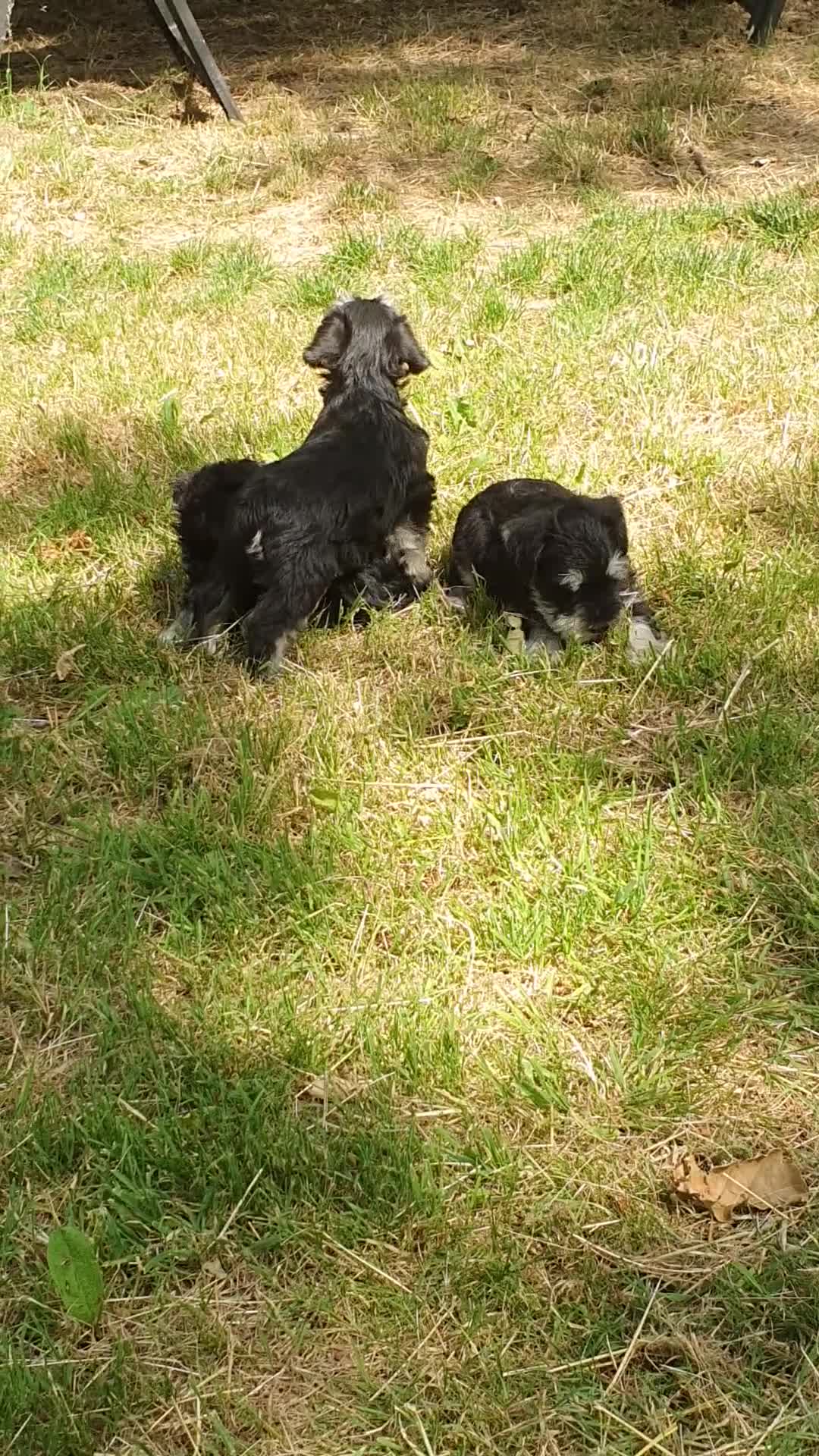Miniature Schnauzer dogs for sale: 3 stunning Mini schnauzer girls - Video 2