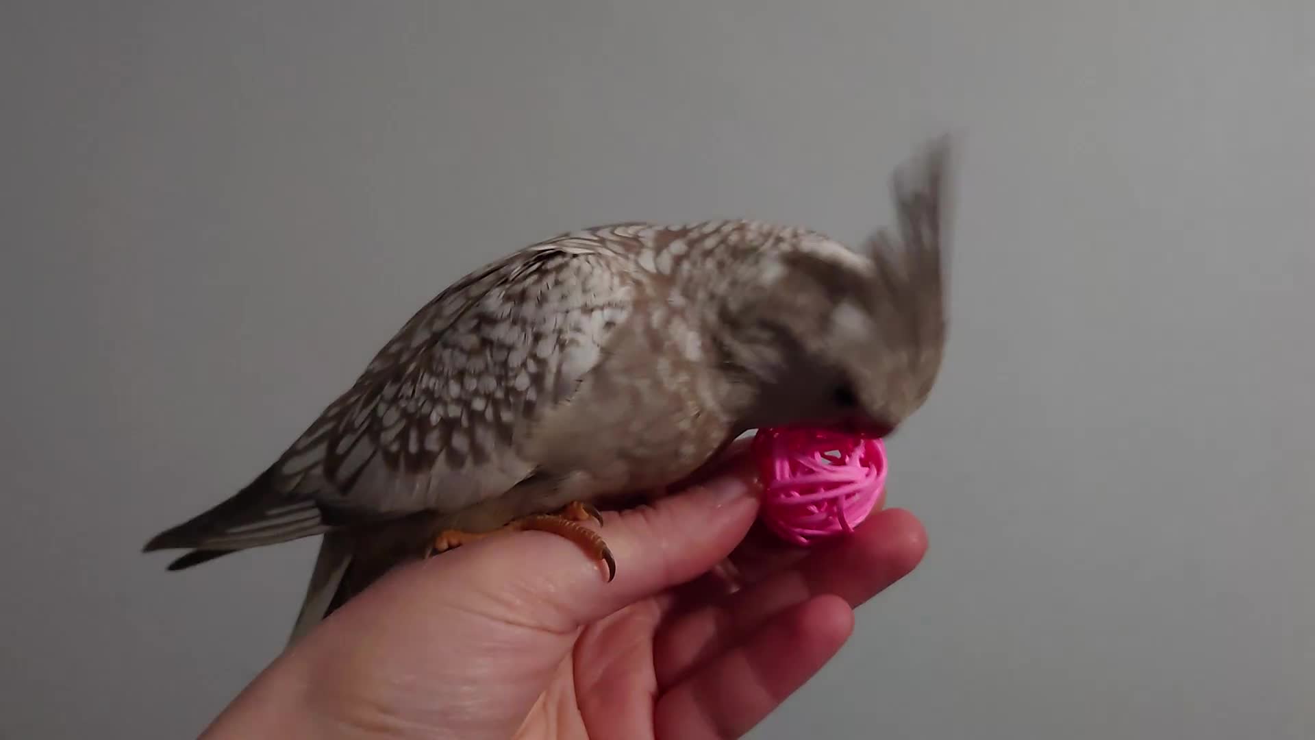 Cockatiels birds for sale: Hand reread silly tame DNA sexed baby cockatiels  - Video 1