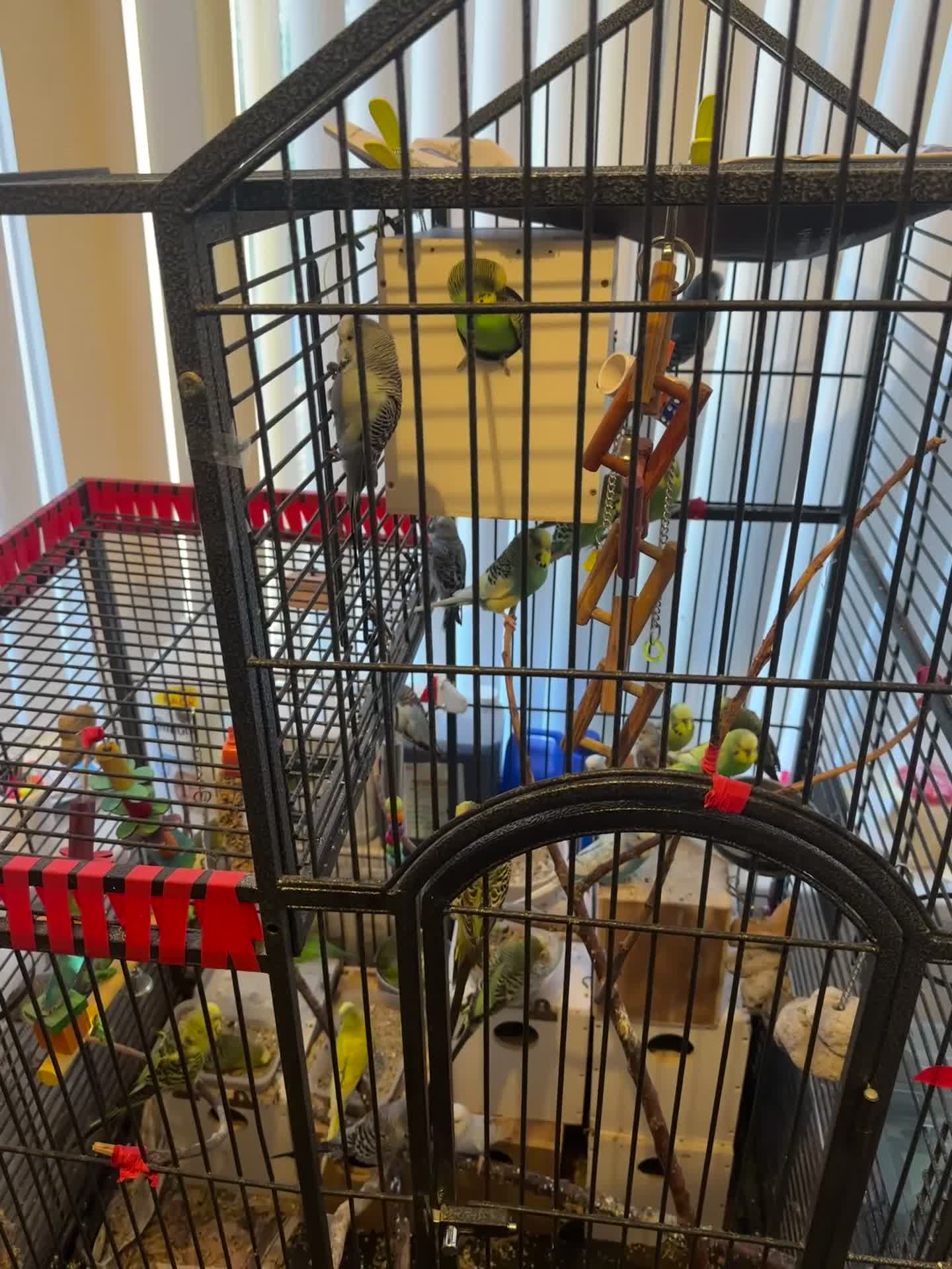 Budgerigars birds for sale: Mixed budgies - Video 3