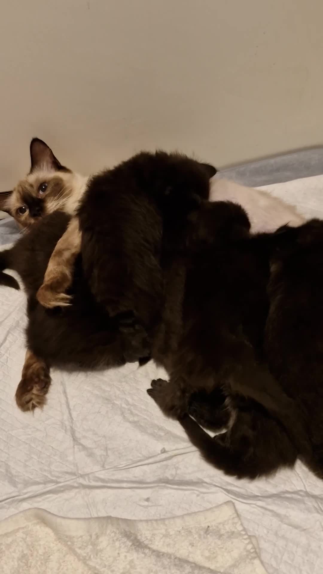 Ragdoll cats for sale: Ragdoll x maincoon - Video 4