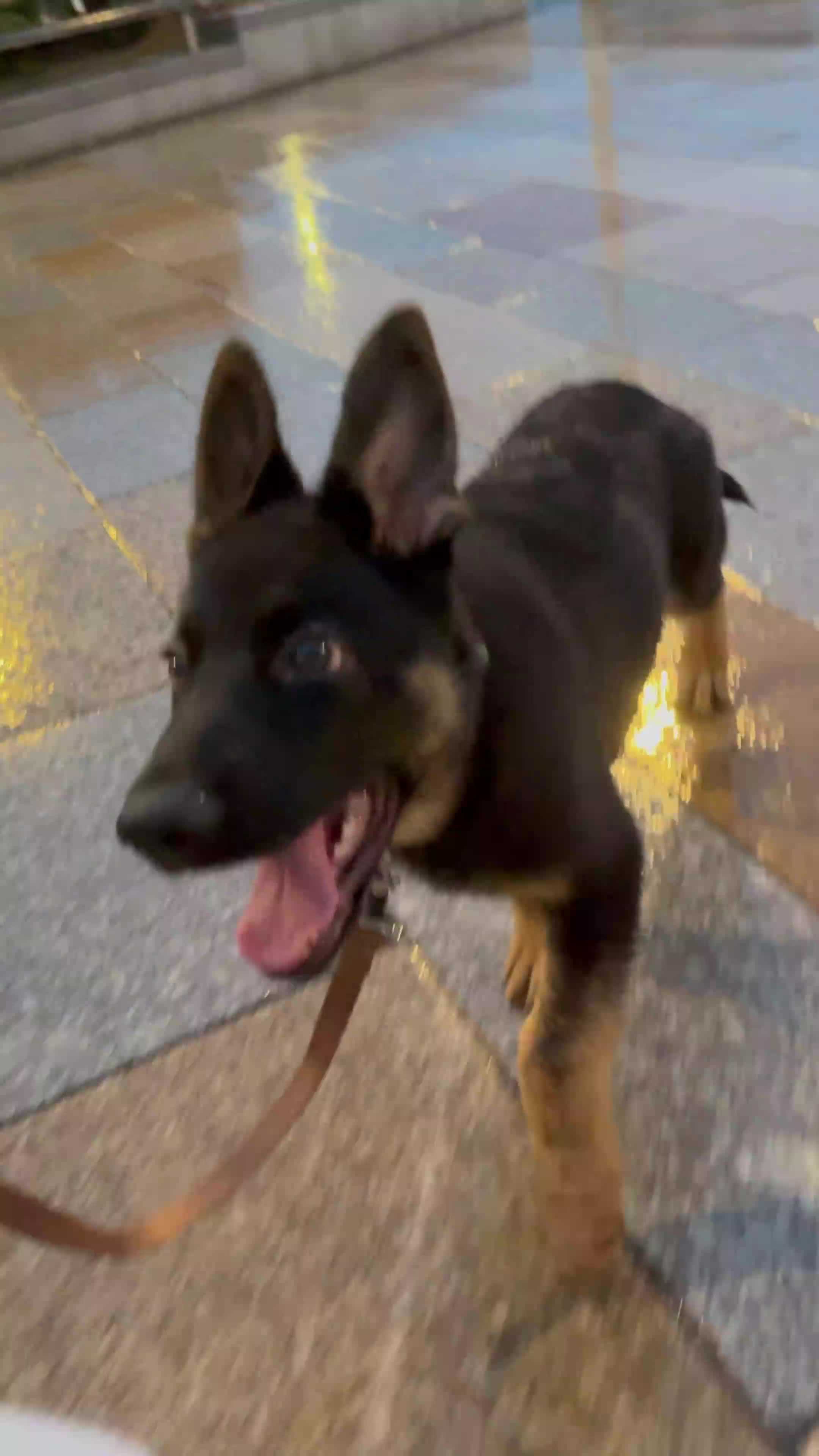 German Shepherd dogs for sale: German Shepherd Puppy (4 months old) - Video 1