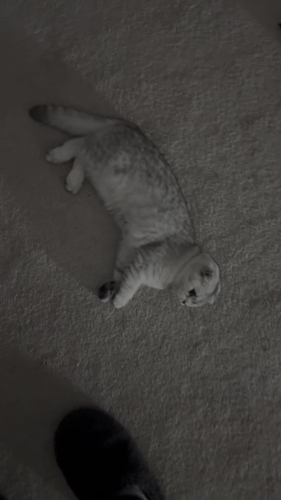 Scottish Fold cats for sale: Scottish fold female pick of litter - Video 1