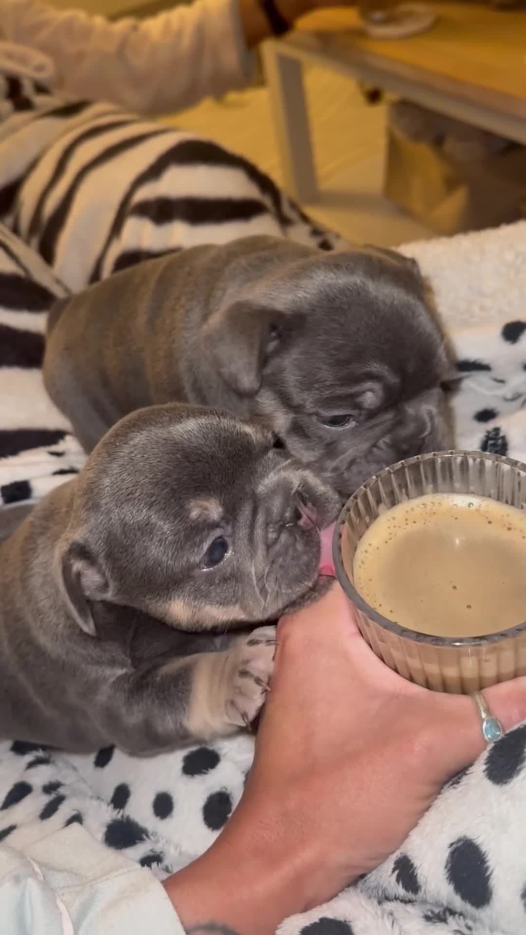 French Bulldog dogs for sale: Beautiful KC Registered French Bulldog Boys  - Video 1