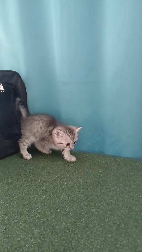 British Shorthair cats for sale: Bsh X Scotish stright kittens. - Video 2