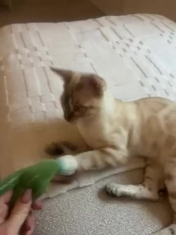 Bengal cats for sale: Snow boy  - Video 1