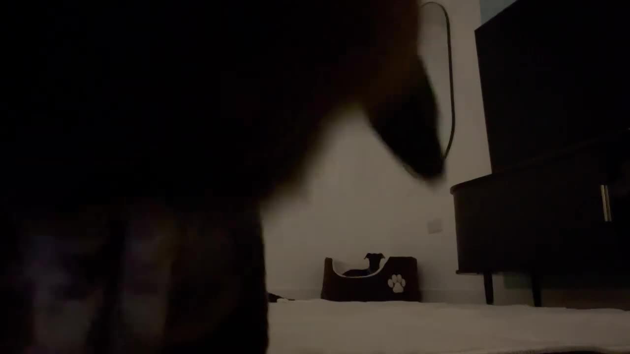 Miniature Dachshund dogs for sale: READY TO LEAVE KC Pedigree Miniature dachshunds - Video 2