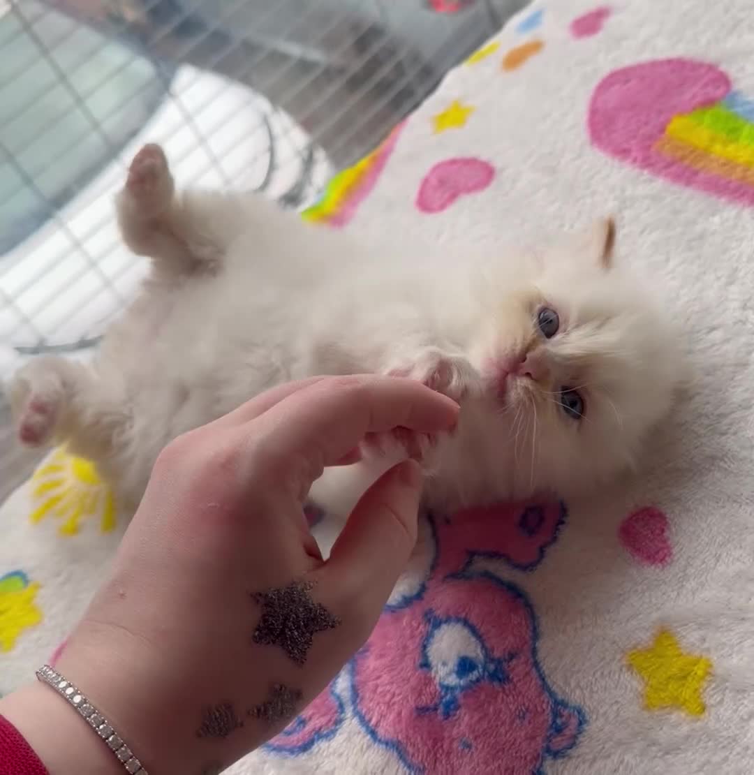 Ragdoll cats for sale: Full TICA Reg Ragdolls - Video 3