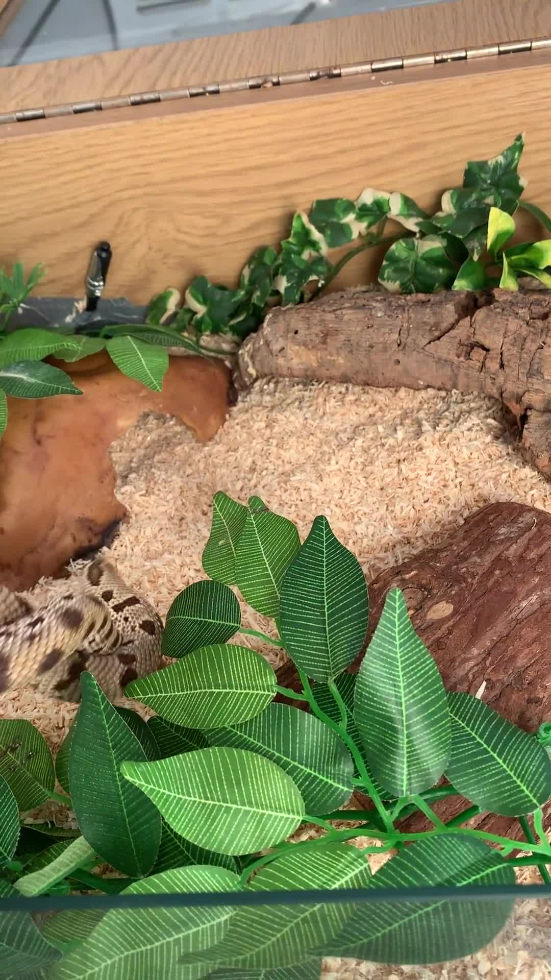 Snake reptiles for sale: Male Western Hog Nose -Stunning markings - Video 1