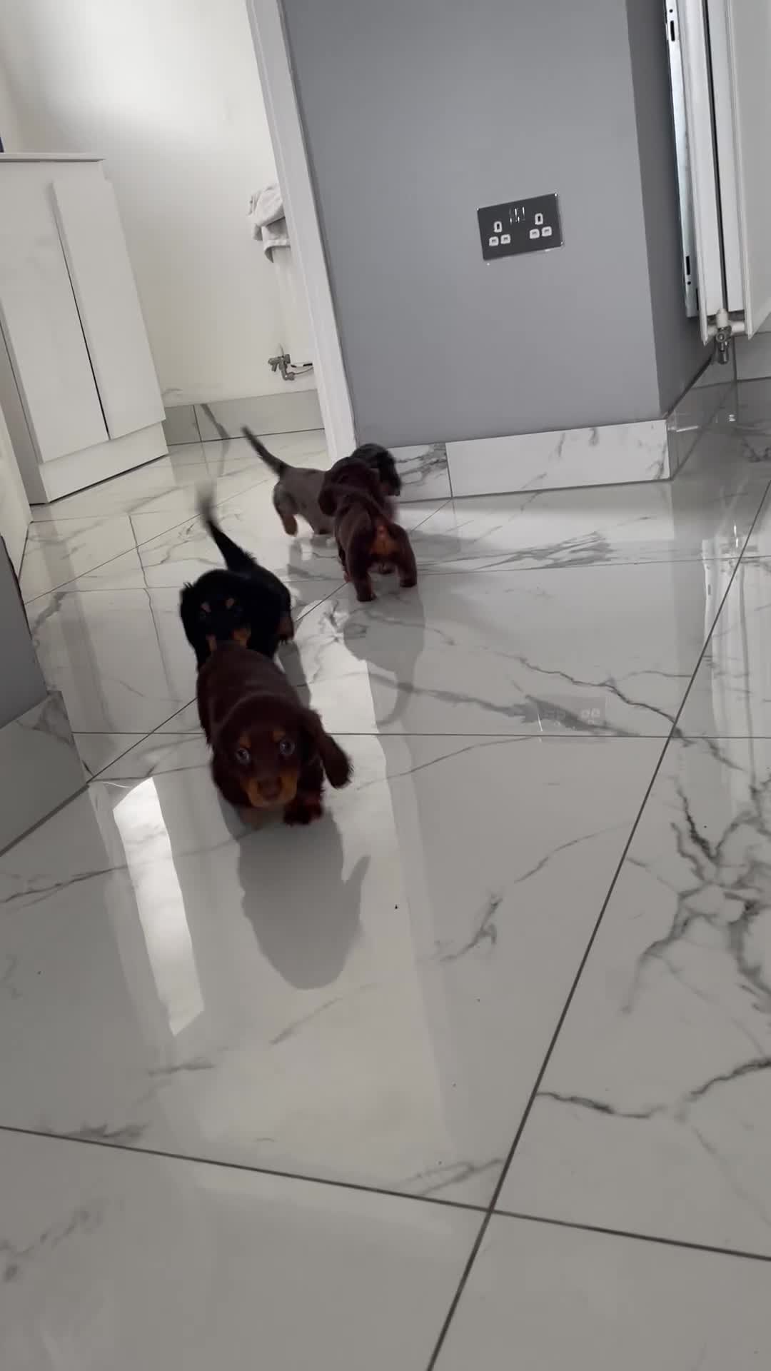Miniature Dachshund dogs for sale: KC MINIATURE LONG HAIRED DACHSHUNDS  - Video 4