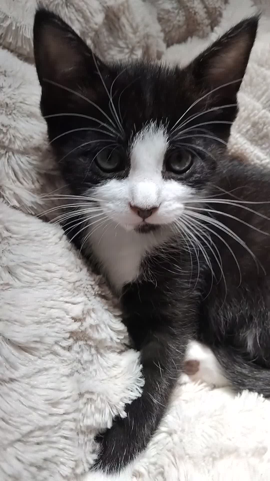 Mixed Breed cats for sale: Lovely female bengal x kitten for sale. - Video 4