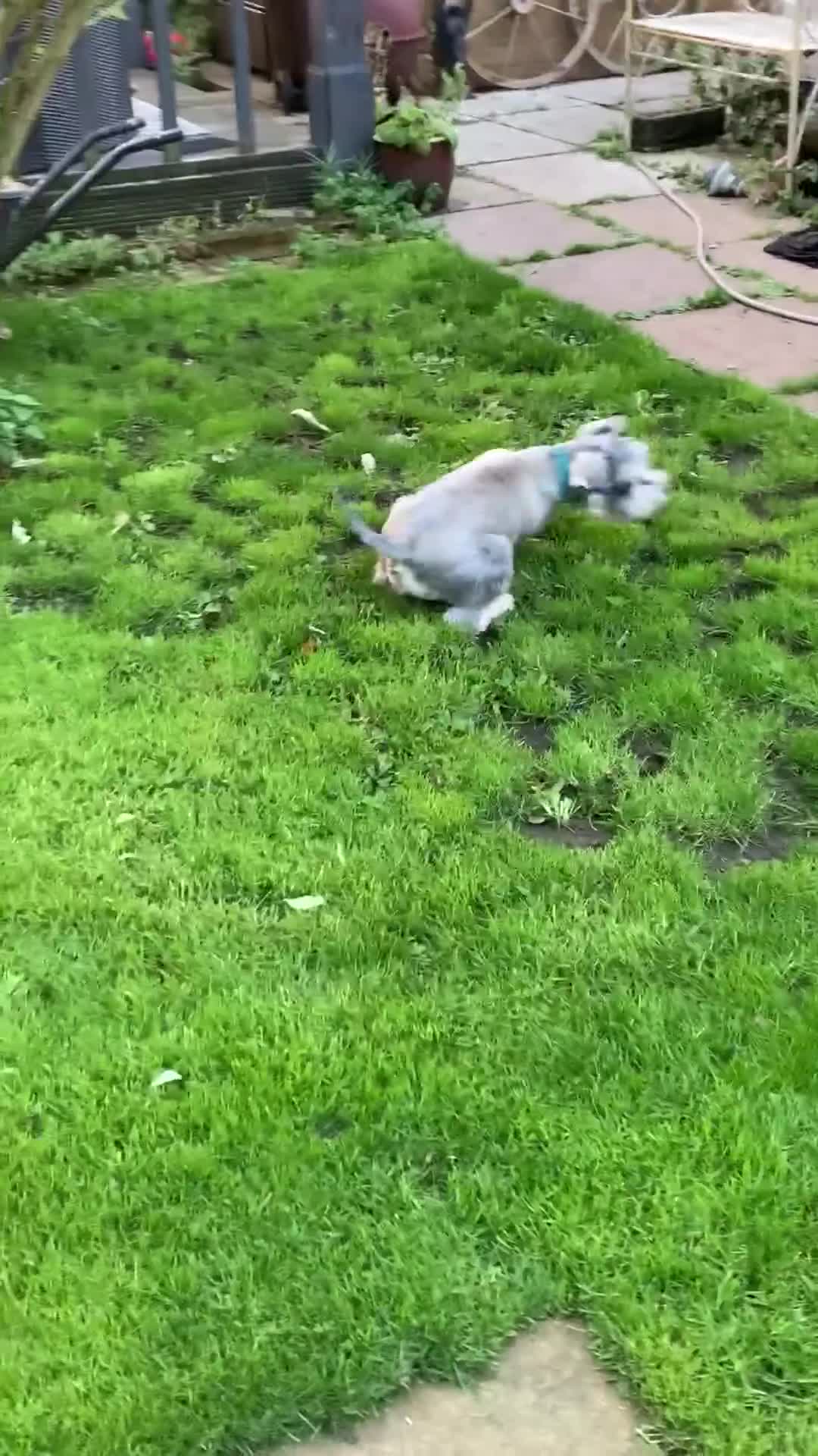 Miniature Schnauzer dogs for sale: Miniature Schnauzer pups - Video 1