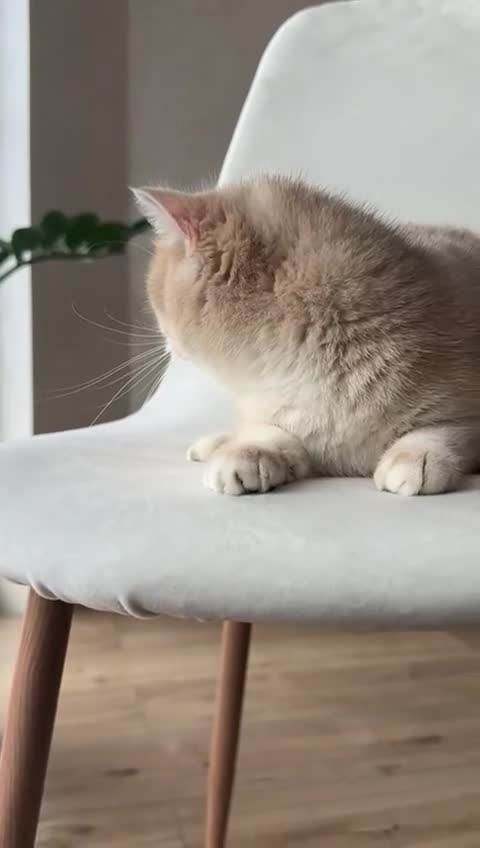 British Shorthair cats for sale: British Shorthair/BSH Blue Golden Chinchilla - Video 2