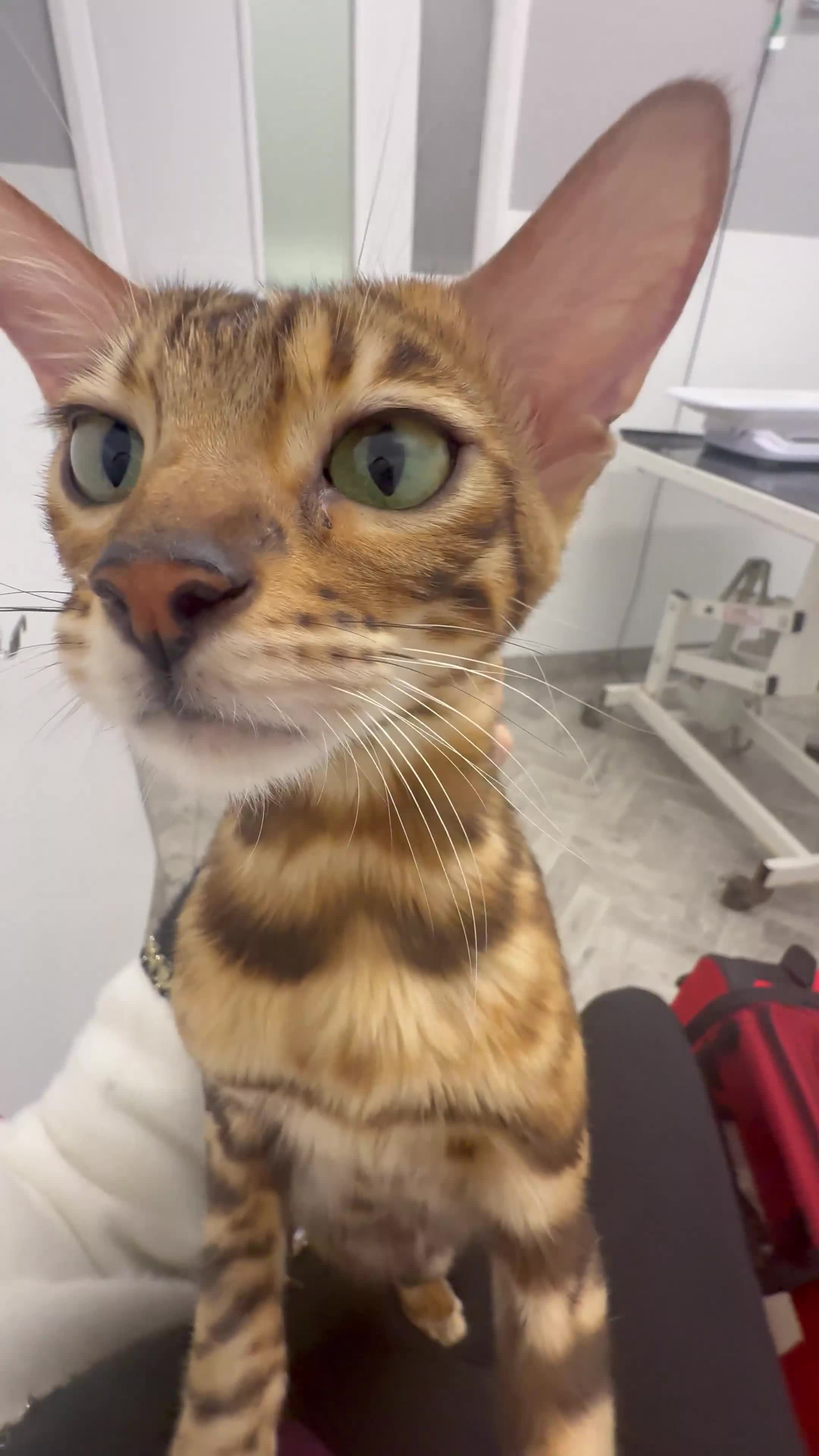 Bengal cats for sale: Bengal kitten £200 - Video 2