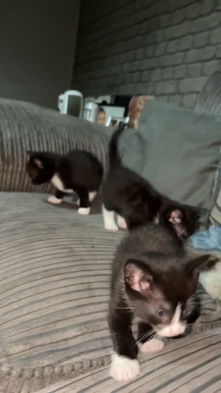 Mixed Breed cats for sale: Kittens FREE to a loving home - Video 1