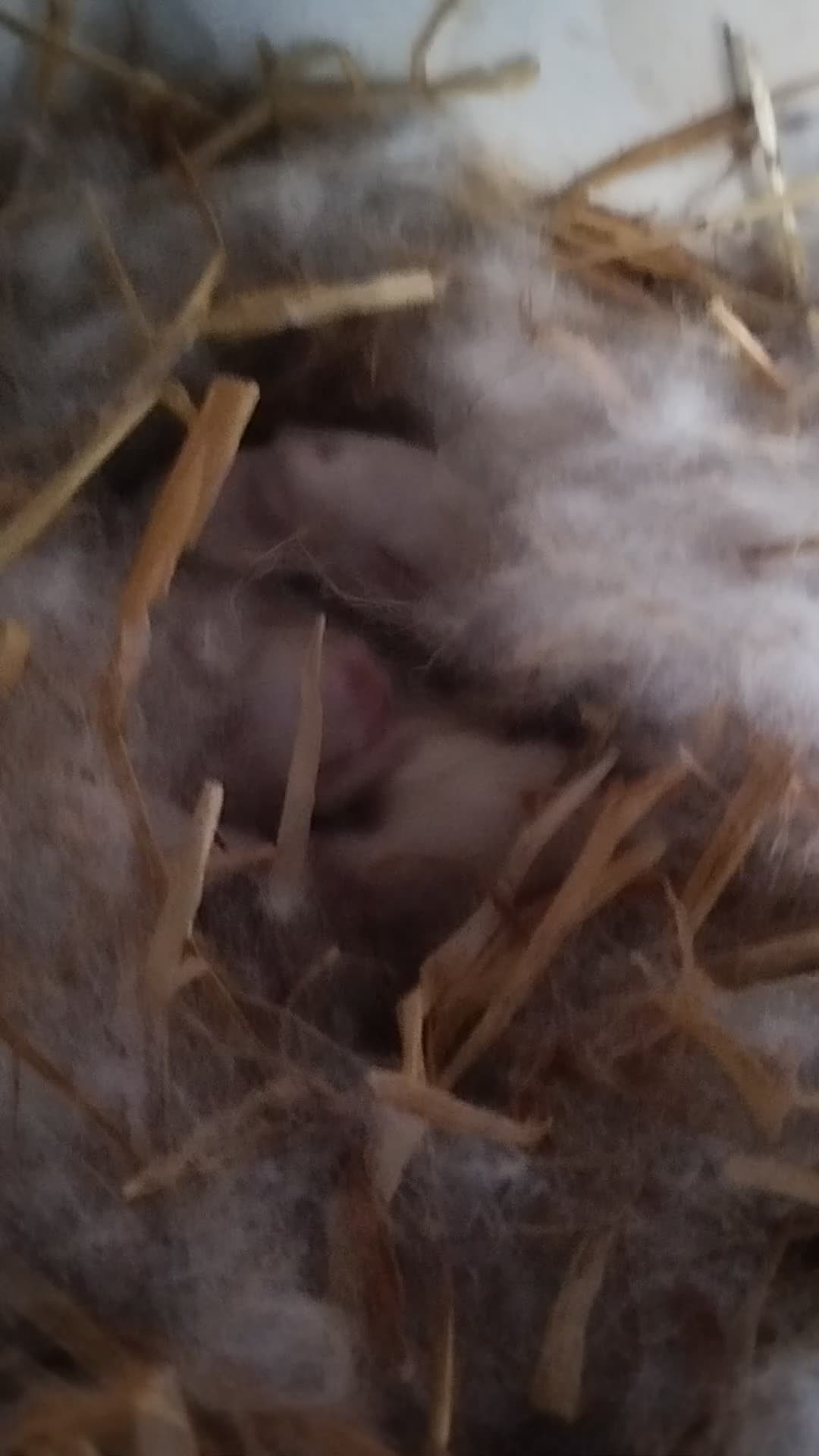 Californian rabbits for sale: White Californian Rabbits – Ready Soon 🐇 - Video 1