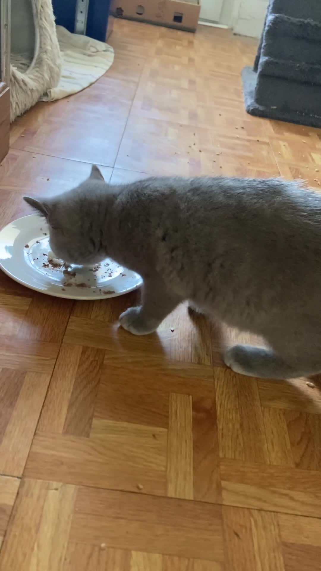 British Shorthair cats for sale: Beautiful Blue British Shorthair Female – £400 - Video 1