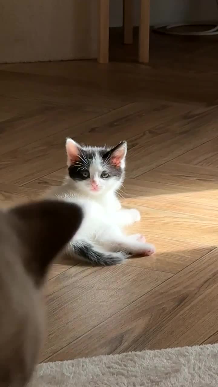 British Longhair cats for sale: Male kitten available  - Video 3