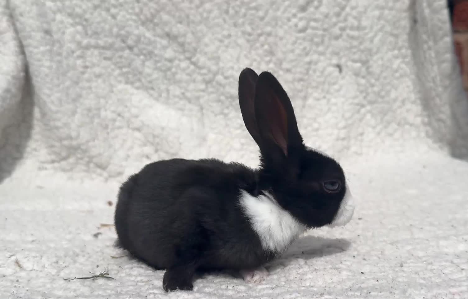 Rex rabbits for sale: STUNNING VIENNA MINI REX BABIES - Video 3