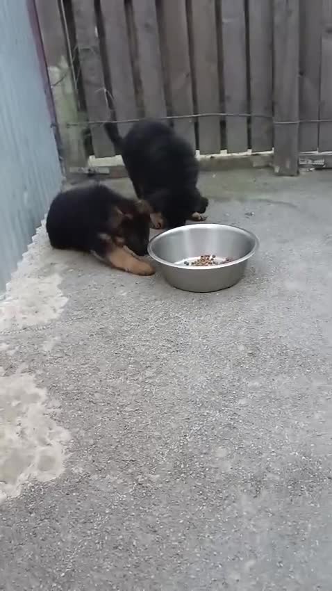 German Shepherd dogs for sale: Long-haired, chubby German Sheperd puppies! - Video 1