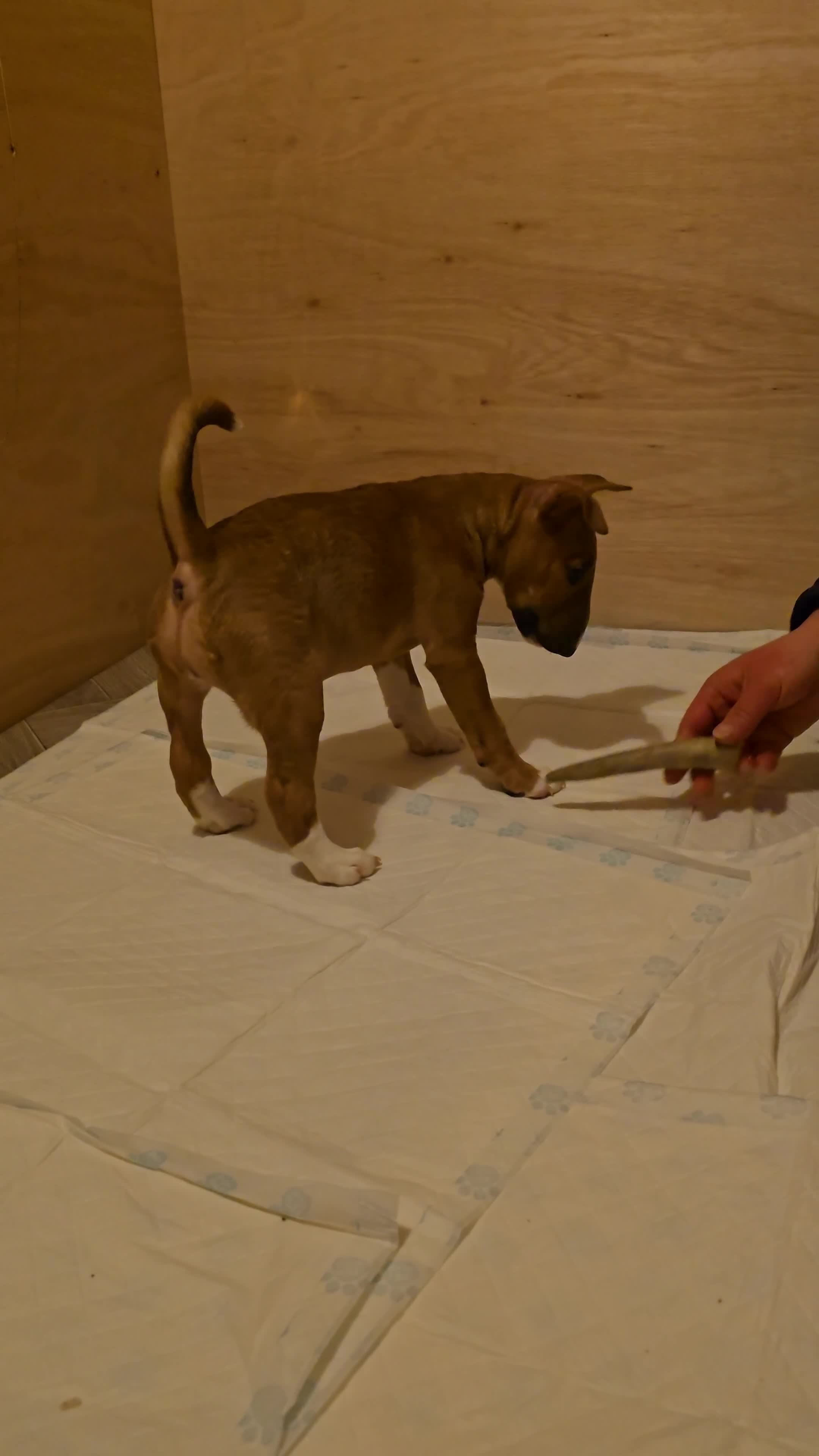 Miniature Bull terrier dogs for sale: RED MBT - Video 2