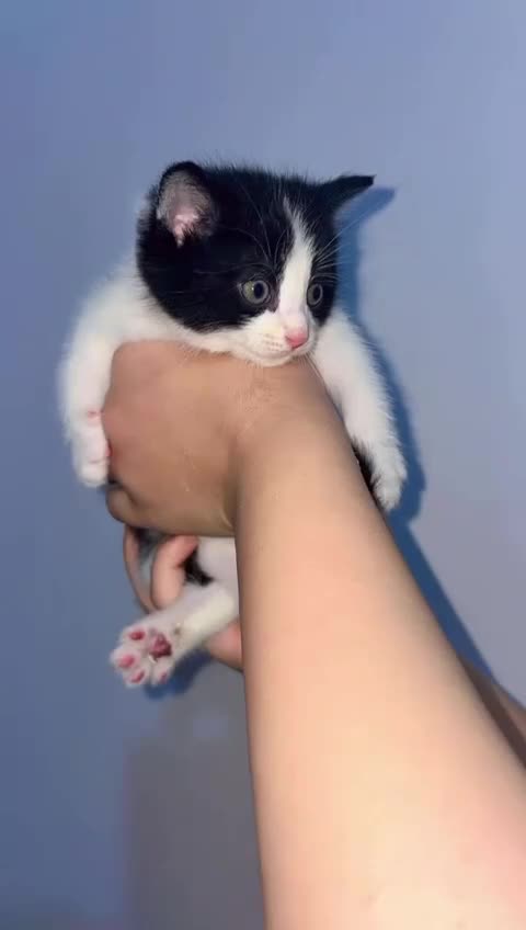 Mixed Breed cats for sale: Furry friends  - Video 1