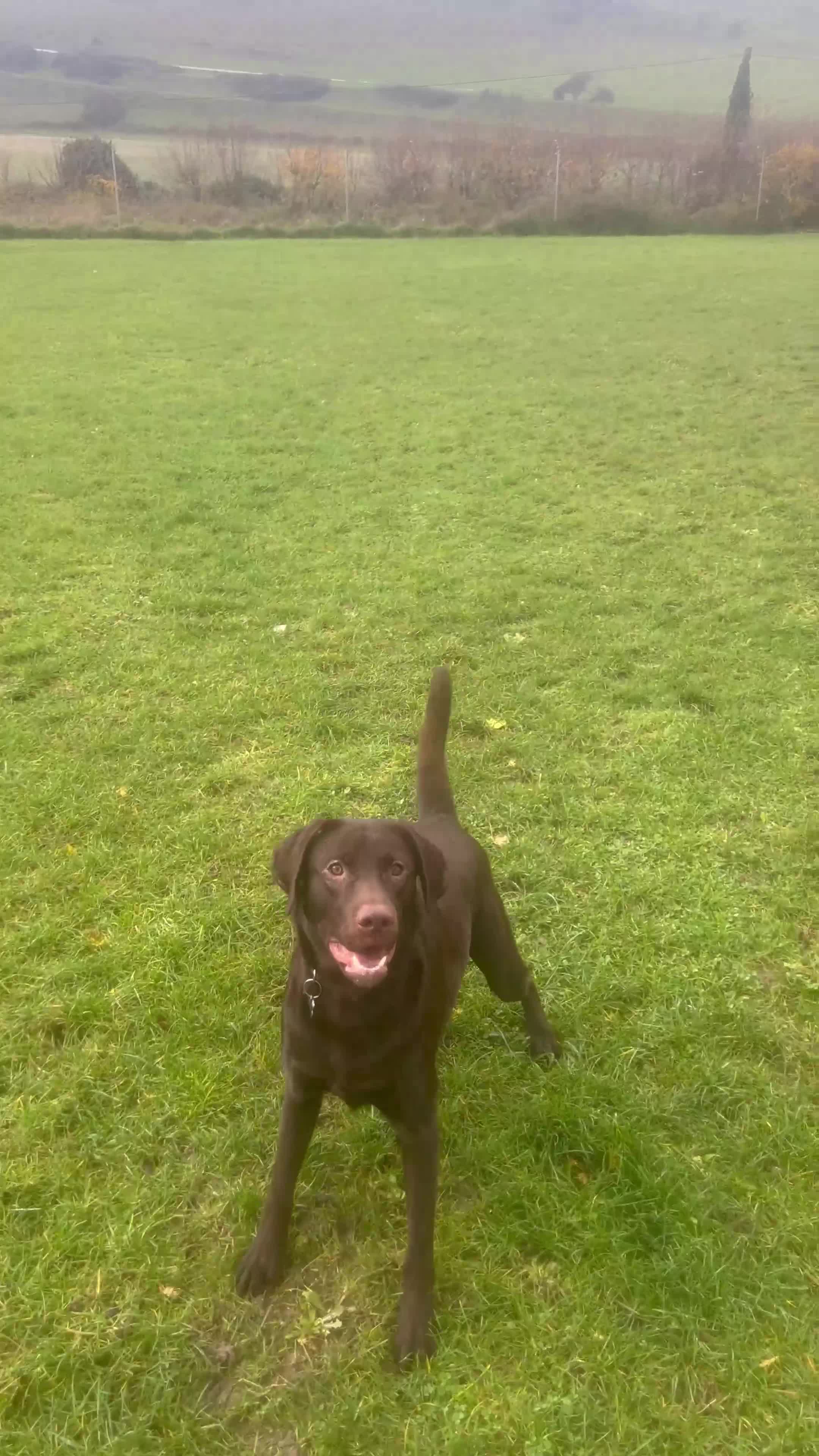 Labrador Retriever dogs for sale: Chocolate Labrador  - Video 1