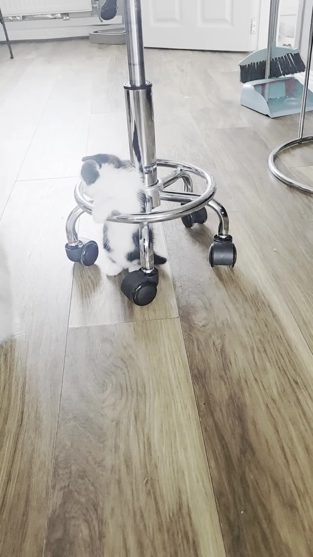 Mixed Breed cats for sale: Beautiful 1 Boy 1 Girl (British xRagdoll Mix) in Darlington - Video 2
