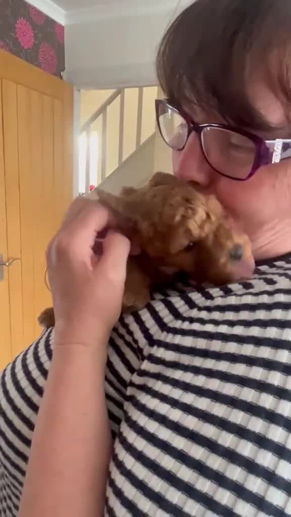 Cavapoo dogs for sale: Ready now. Deep Red Superb Cavapoo pups F1b - Video 3