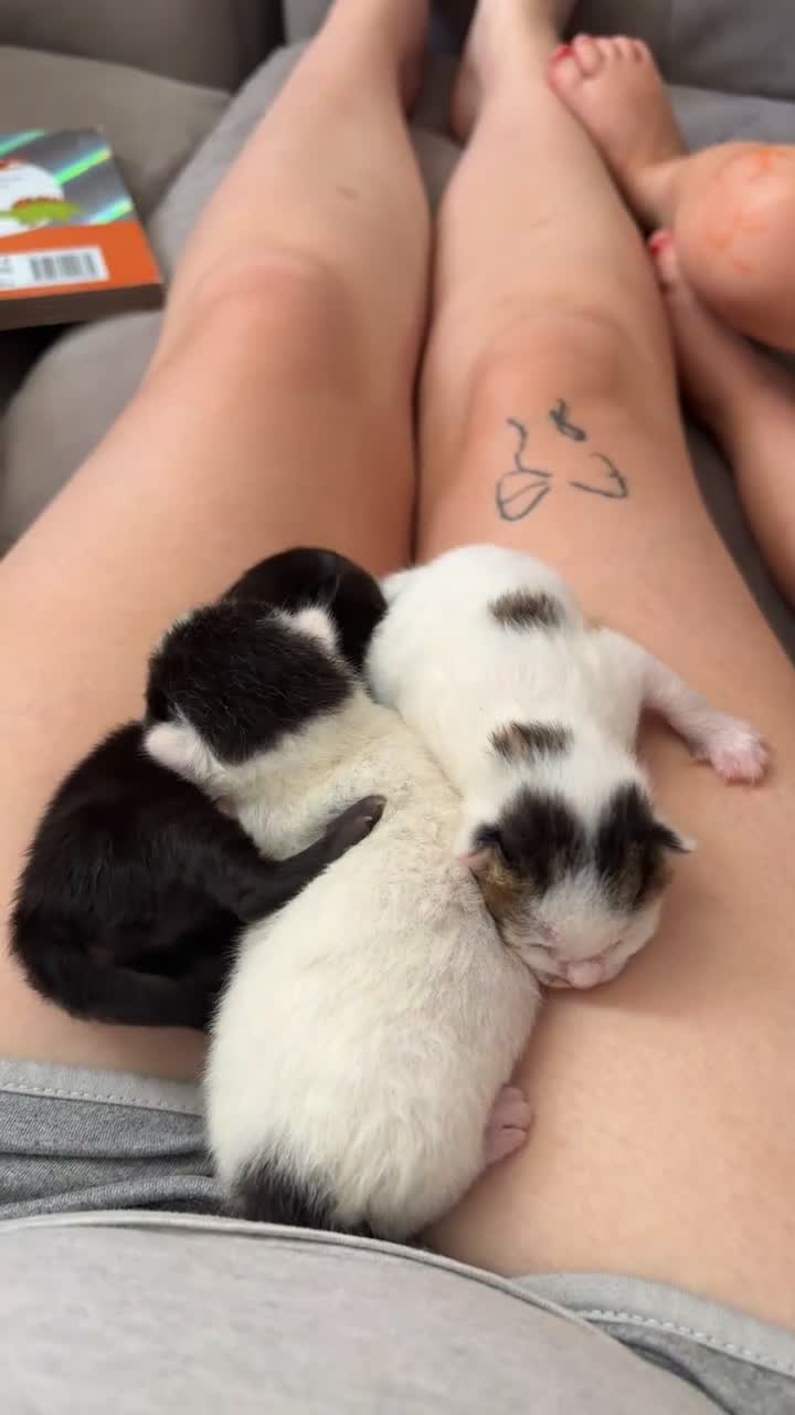Mixed Breed cats for sale: Beautiful Long-Haired Crossbreed Kittens  - Video 1