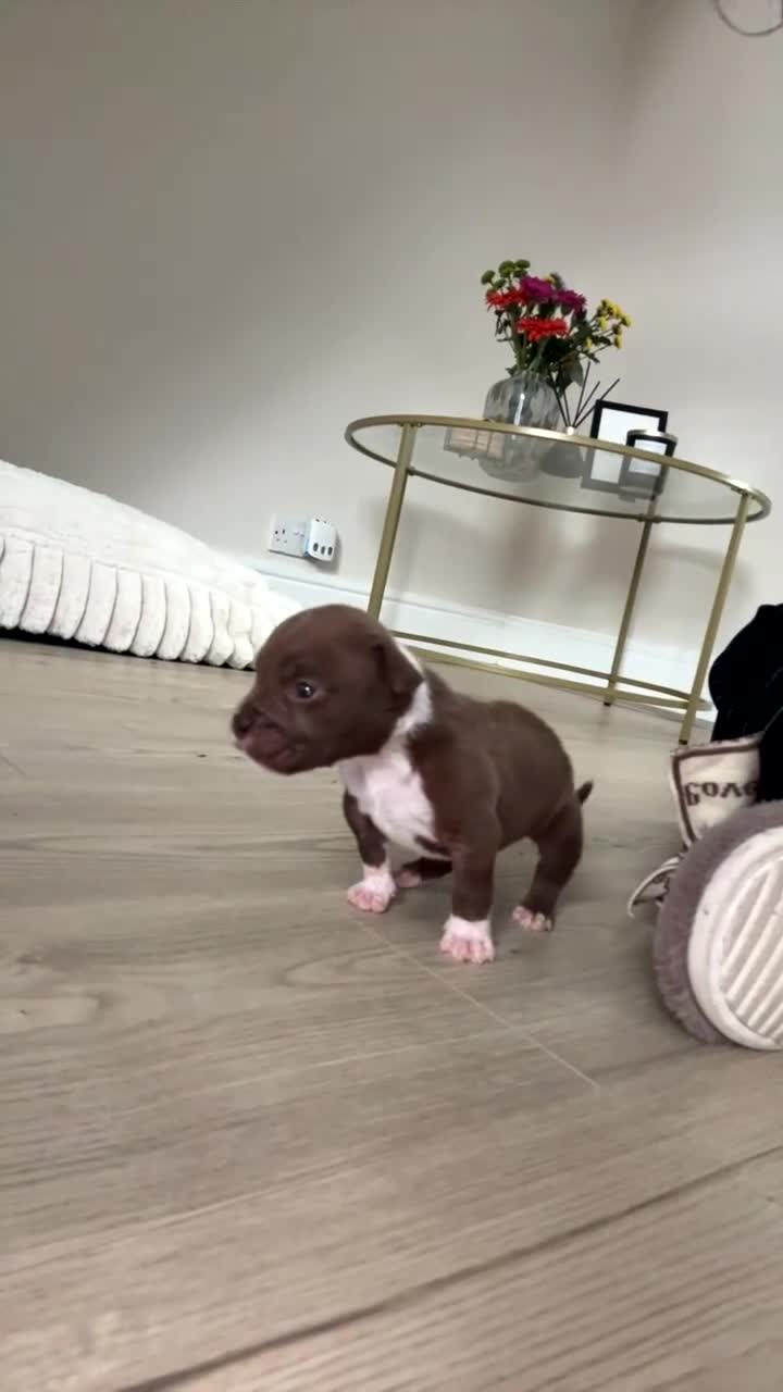 Mixed Breed dogs for sale: Pocket bully x old tyme bulldog puppy - Video 1