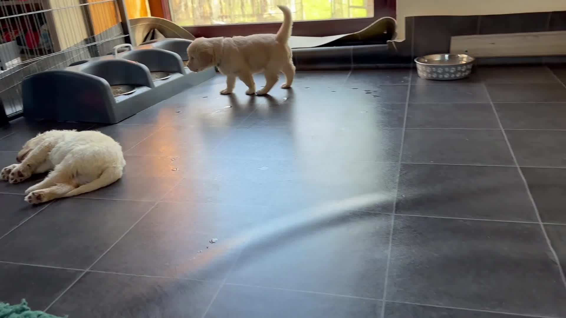 Double Doodle dogs for sale: 2 Stunning Standard F3 Labradoodle boys-cream/choc - Video 1